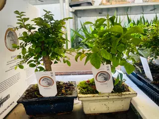 Bonsai Carmona 5 anni
