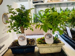 Bonsai carmona 5 anni