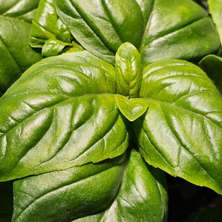 Basilico in vaschetta 