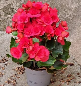 Ghiveci Begonia