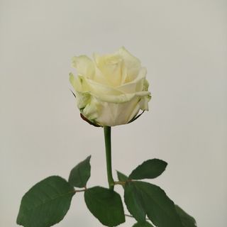 Троянда сорту Аваланч