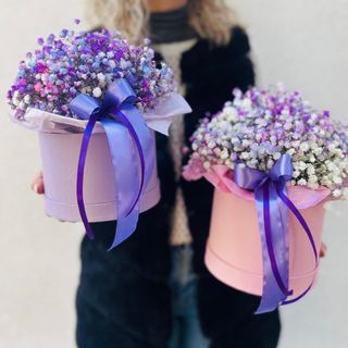 Cutie color gypsophilla