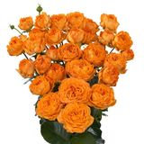 ყვითელი ოსტინის ჯუჯა ვარდები 5 ტოტი