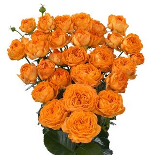 ყვითელი ოსტინის ჯუჯა ვარდები 5 ტოტი