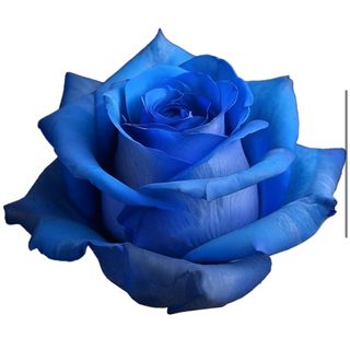 Tallo de rosa fresca azul