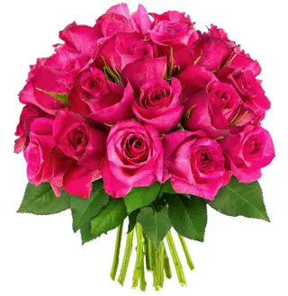 20 roses fushia