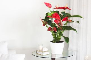 Anthurium
