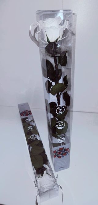 Trandafir Criogenat Alb La Fir