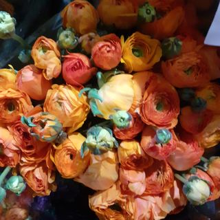 Ranucoli arancione 10 stelli