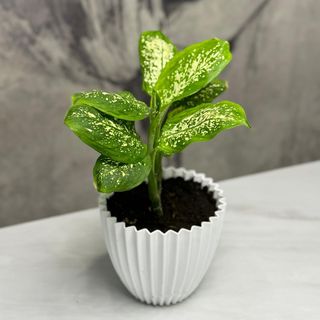 Дифенбахия