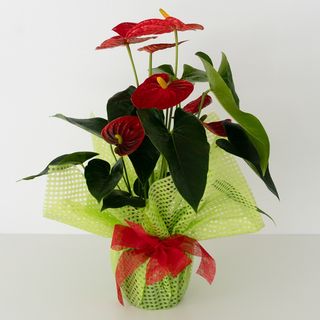 planta anthurium rojo