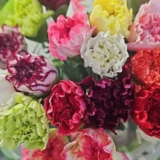 Paquete De Clavel De Un Color