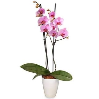 Orchidea rosa