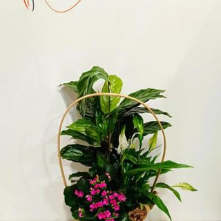 Cesta de plantas variadas M