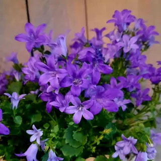 Campanula doniczkowa
