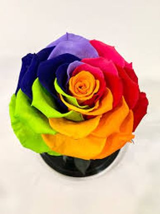 Rosa Stabilizzata Rainbow