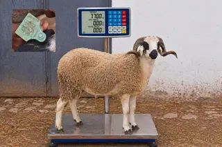 01281813 - 77 Kg