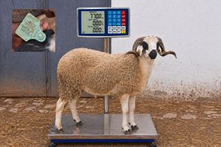 01281813 - 77 Kg