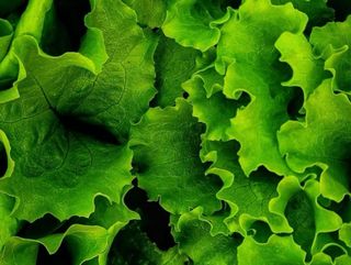 Мікс салату (30g)