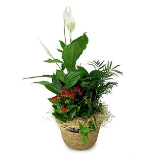 Cesta de plantas variada