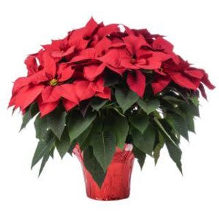 Poinsettia - Stella di Natale