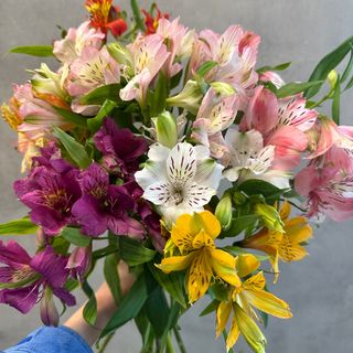 ალსტრომერია ფერადი ( 10 ტოტი)