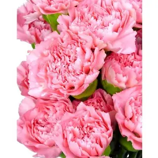 Paquete De Clavel Rosa