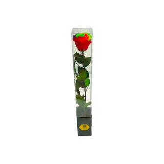 Rosa Rainbow Preservada