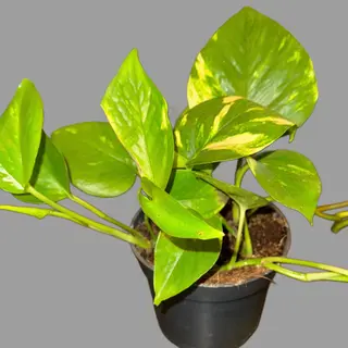 Epipremnum