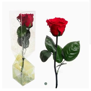 Rosa Eterna Roja Pequeña