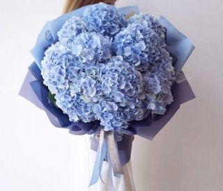 ჰორტენზია