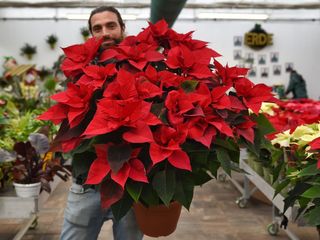 Setta di natale