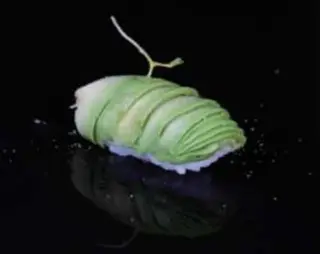 Nigiri Avocado (2 Pzs.)