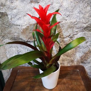 Guzmania