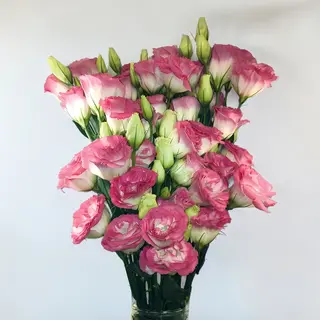 Lisianthus Molho - 5 Pés