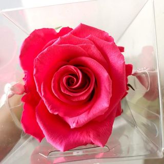 Rosa Preservada Fushia