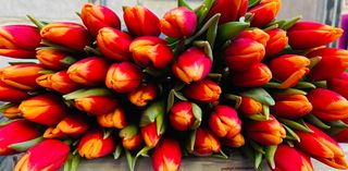 50 tulipani bicolori