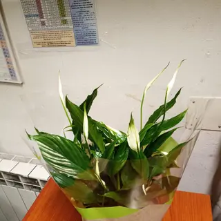 Spatihiphyllum