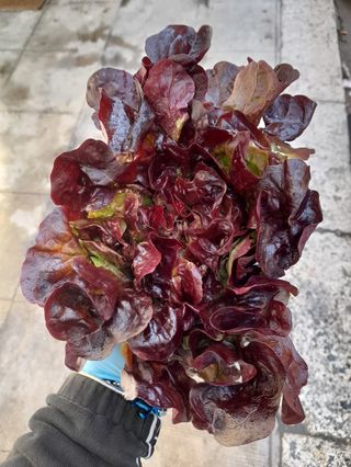 Lattuga misticanza al pezzo 