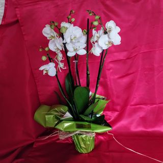 Orquídea blanca de tres o más tallos con macetero de cerámica