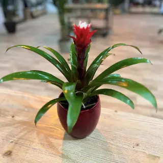 Bromelia roja 