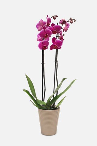 Orchidea rosa 3 rami