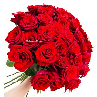 წითელი ჰოლანდიური ვარდები (25)