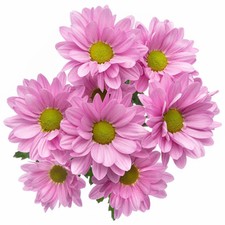 Margarita Rosa Clara Flor Suelta (Nos son ramos/no bouquet)