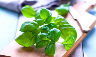 BASILICO DOSAFACILE 50g (9325)