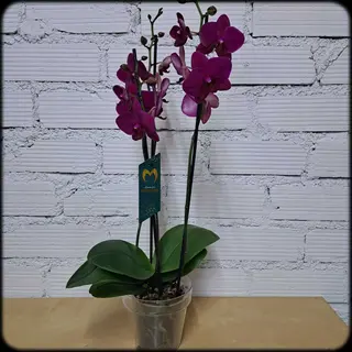 Orquidea Phalaenopsis 