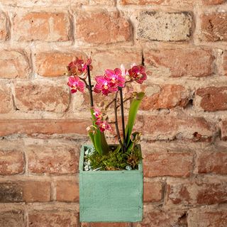 Storczyk w skrzyneczce 