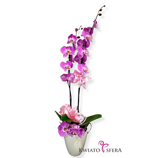 Phalaenopsis dwupędowy różowy