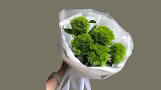 Green Velvet 11 szt