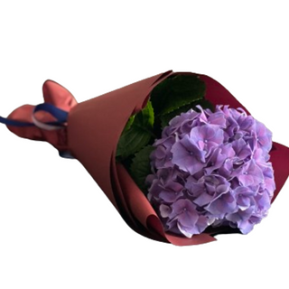 Czarująca hortensja 1 szt